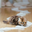 nnaturalhome.com favicon